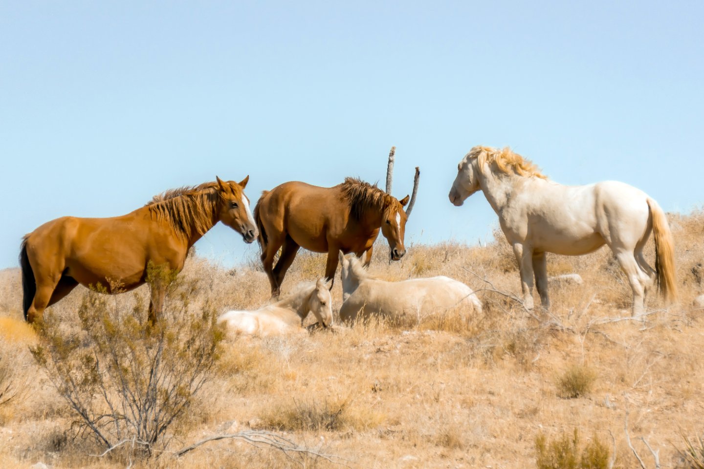 Wild Horses Mojave Desert: Where to See Nevada Herds